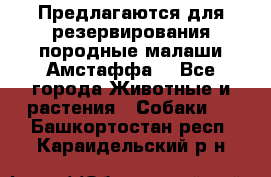 Предлагаются для резервирования породные малаши Амстаффа  - Все города Животные и растения » Собаки   . Башкортостан респ.,Караидельский р-н